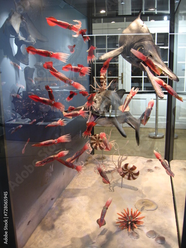 Marine fauna. Ocean fauna. underwater life. Squids and fish in the Lodz Museum