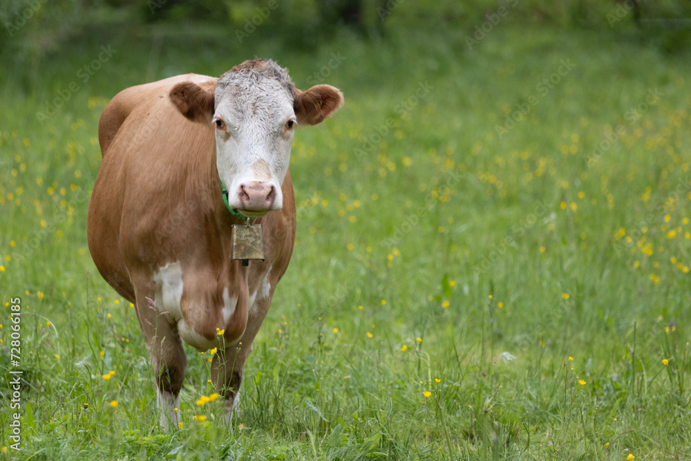 Cow in the meadow,Helgeland Cow in the meadow,Helgeland