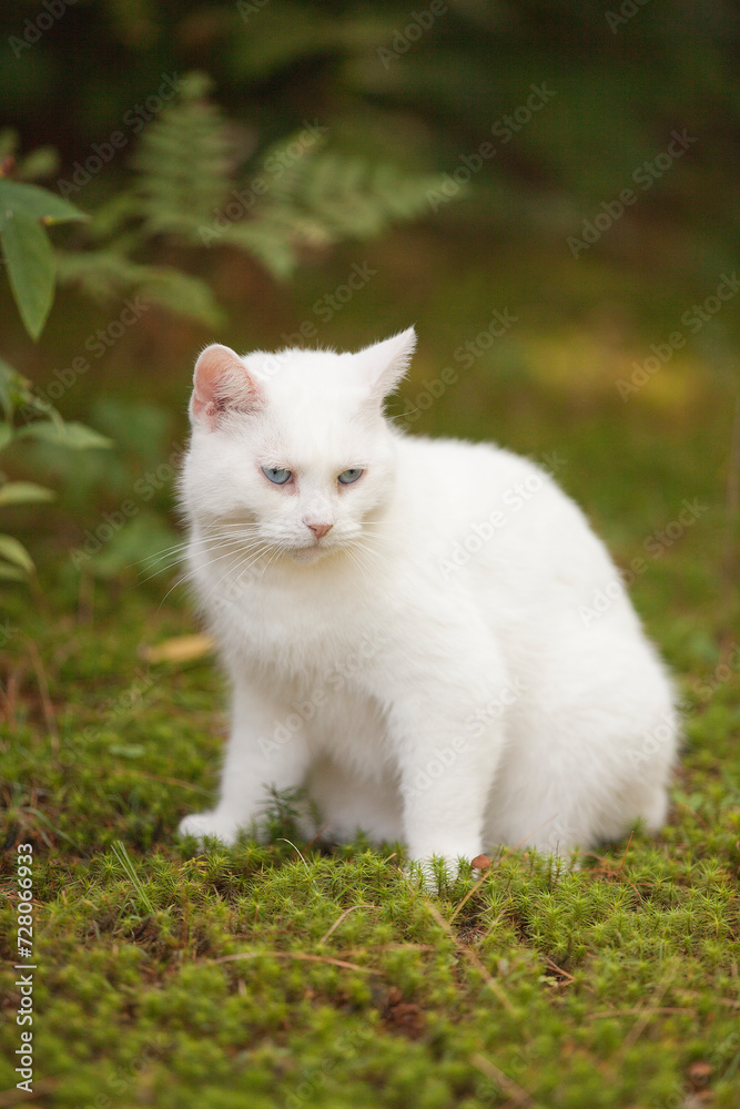 All white cat with blue eyes sitting outside on the grass in the summer season under the leaves resting in the shadow All white cat with blue eyes sitting outside on the grass in the summer season under the leaves resting in the shadow