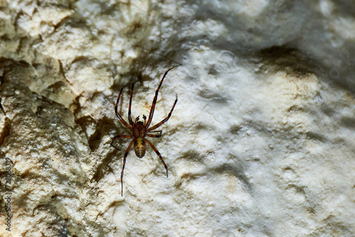 Meta menardi, European cave spider. Cave orbweaver