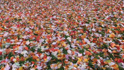 Panorama of maple leaves in autumn colors