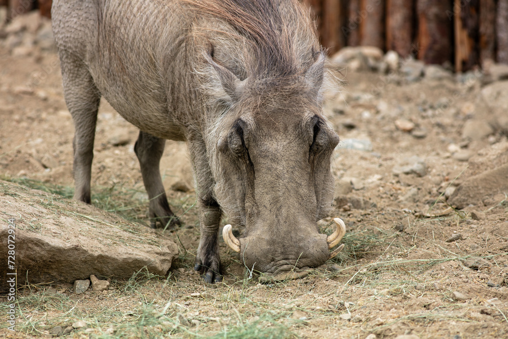 An African Warthog in a Zoo Pen An African Warthog in a Zoo Pen