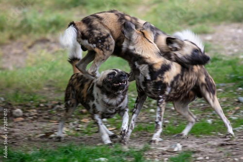 African Wild Dogs Playing Together