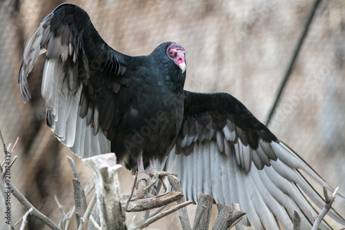 A Vulture's Head, Beak and Eyes while it is Thermo-regulating