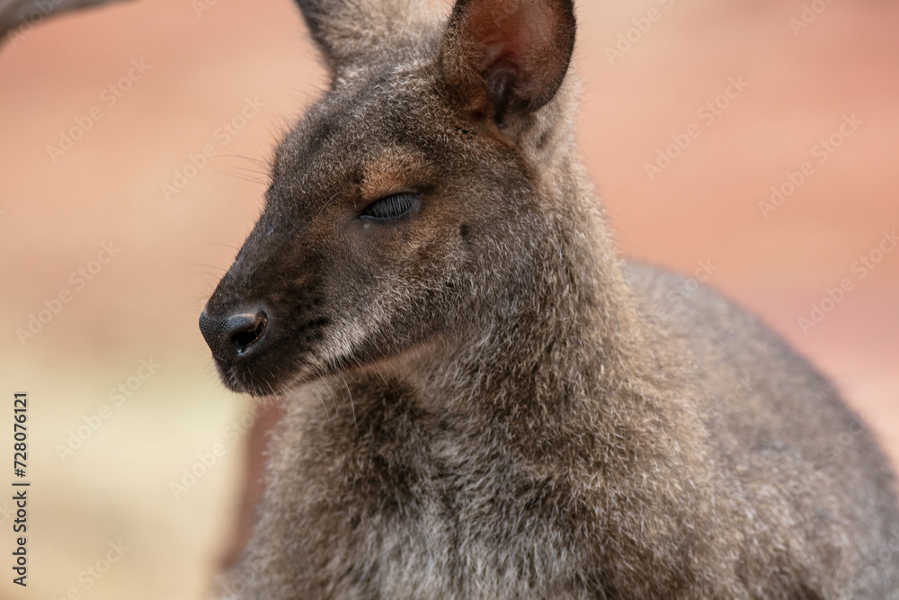 A Wallaby in a Desert Environment