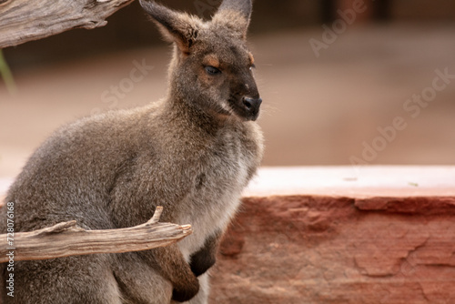 A Wallaby in a Desert Environment