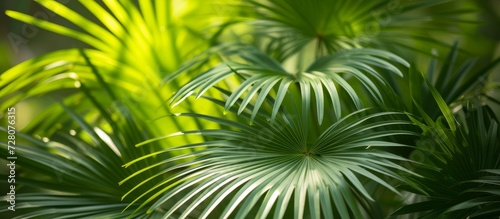 Exquisite Close-Up of Saw Palmetto (Sereno repens) Plant showcasing its Majestic Palm Leaves © TheWaterMeloonProjec