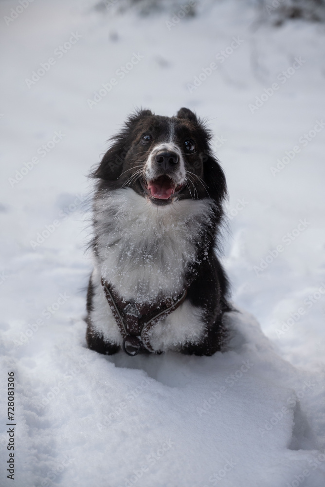 Cute young dog in snow