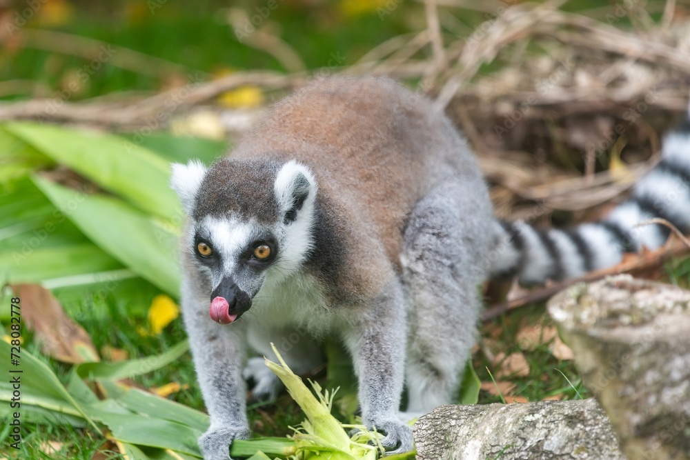 Portrait of a ring tailed lemur (Lemur catta) Portrait of a ring tailed lemur (Lemur catta)