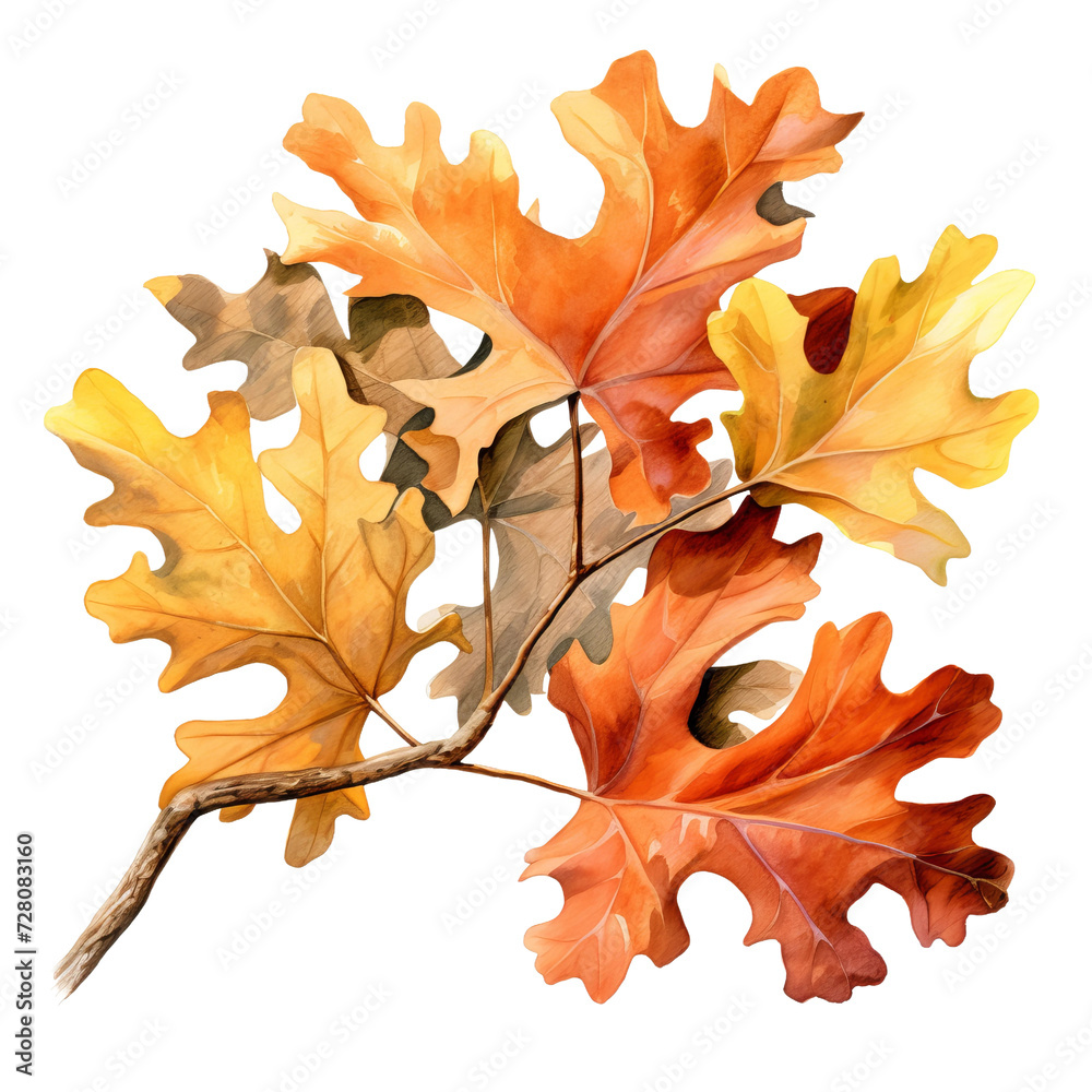 Fototapeta premium maple leaf isolated on white
