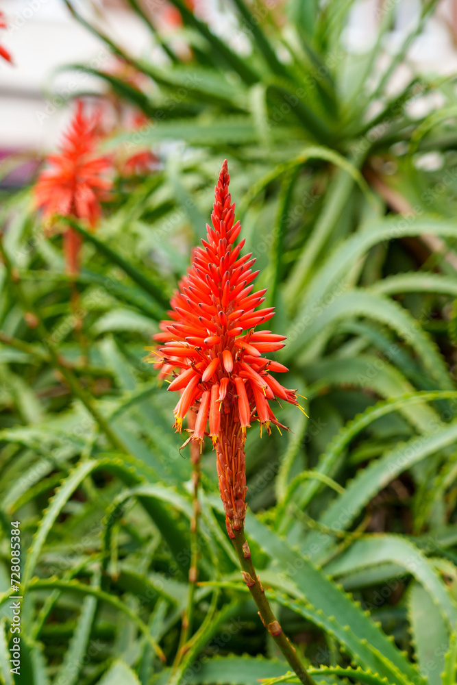 Red blooming of aloe succulent plant outdoor. Red blooming of aloe succulent plant outdoor.