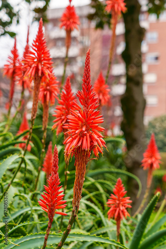 Urban blooming of aloe succulent plant outdoor. Vivid red flowers