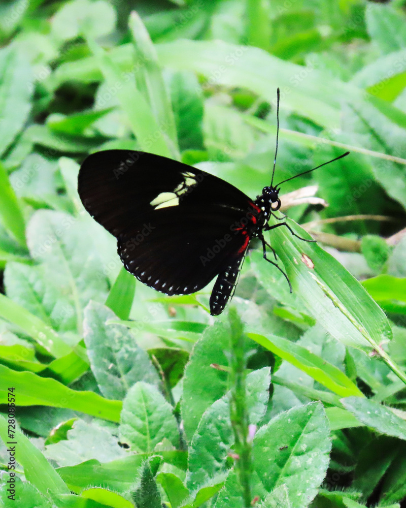 Fototapeta premium butterfly of vibrant colors, surrounded by its natural environment, transmitting an ephemeral and captivating moment of wildlife