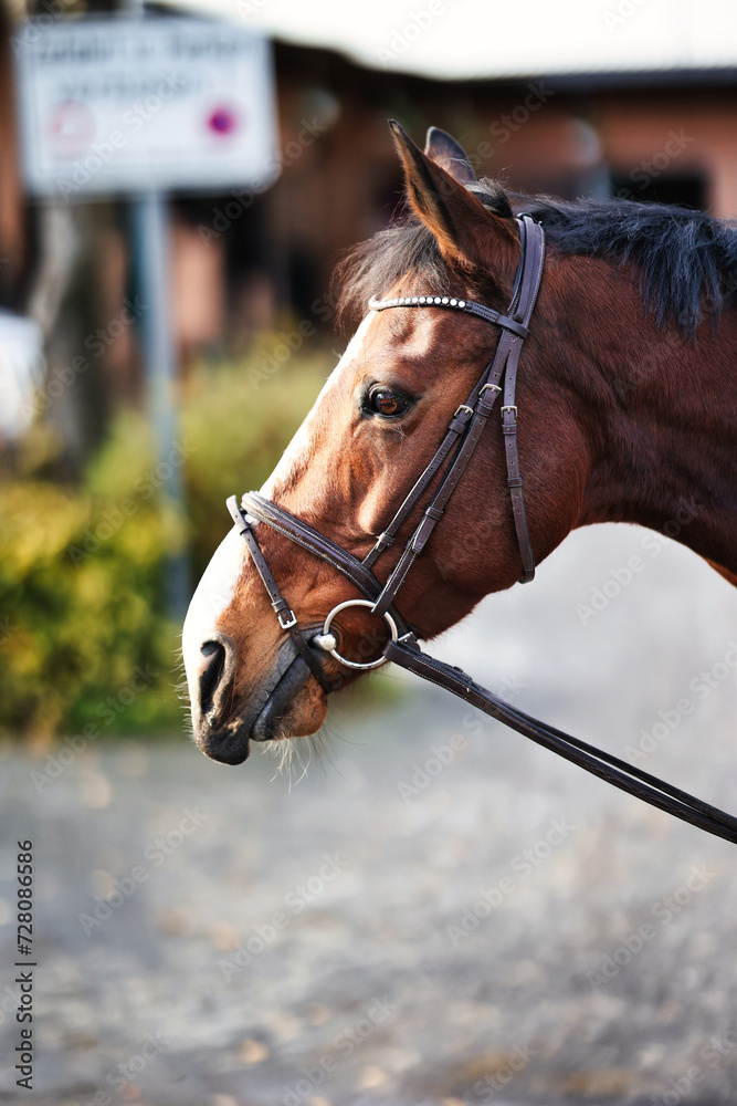 Fototapeta premium Horse head portraits with bridle.