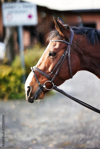 Horse head portraits with bridle. © RD-Fotografie