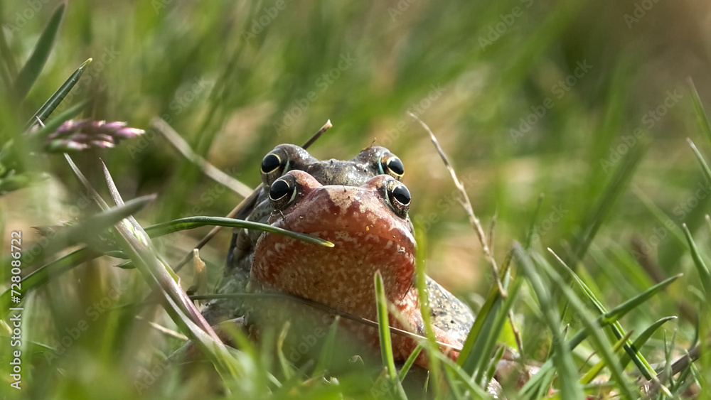 alpine frog or mountain frog (Rana temporaria) alpine frog or mountain frog (Rana temporaria)