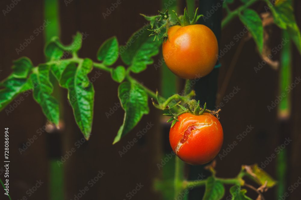 cracked cherry tomato on the stem, caused by nezara viridula