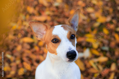 Portrait of a Jack Russell dog. The cute dog is young . photos for notebooks . a pet. High quality photo