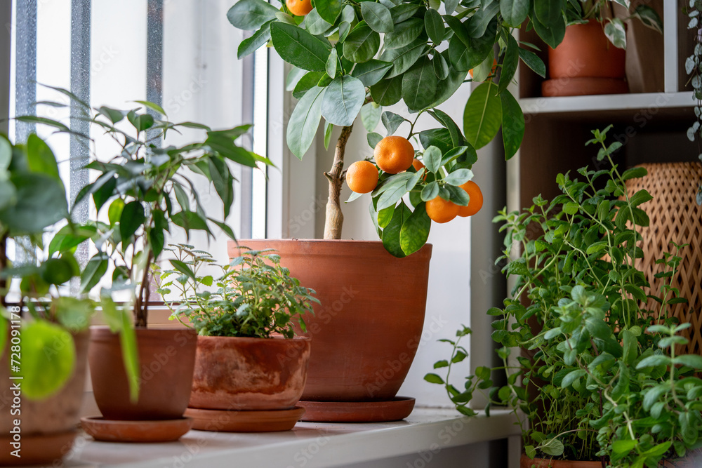 Tangerine tree with fruits in terracotta pot on windowsill at home. Calamondin citrus and houseplants, mint herb, lemon balm. Indoor gardening concept. Citrus plant for interior. Selective soft focus