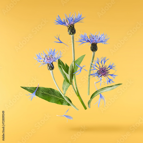 Fresh cornflower blossom beautiful blue flowers falling in the air isolated