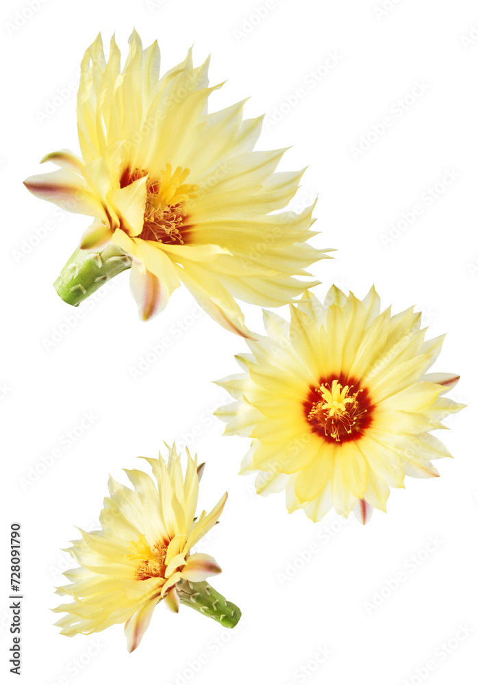 Fresh cactus flower blossom beautiful yellow flowers falling in the air isolated