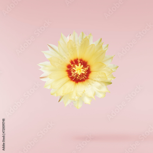 Fresh cactus flower blossom beautiful yellow flowers falling in the air isolated