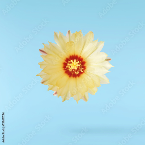 Fresh cactus flower blossom beautiful yellow flowers falling in the air isolated