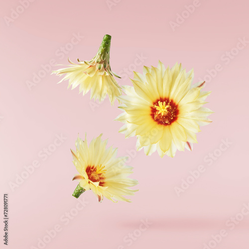 Fresh cactus flower blossom beautiful yellow flowers falling in the air isolated