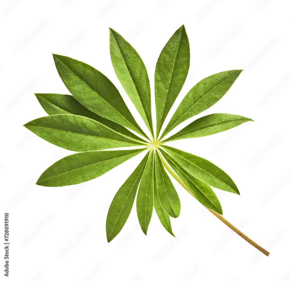 Fresh green lupine leaves isolated on yellow background Fresh green lupine leaves isolated on yellow background