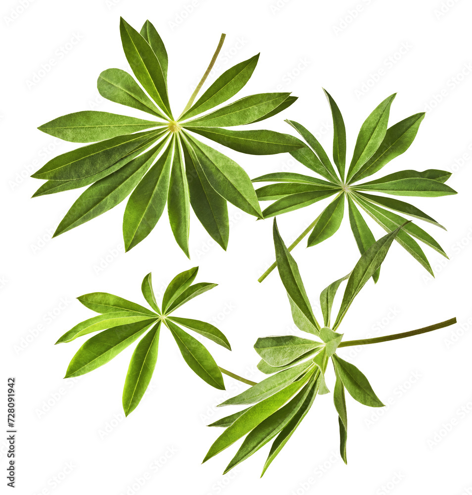 Fresh green lupine leaves falling in the air isolated on white background