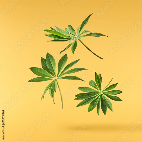 Fresh green lupine leaves falling in the air isolated on yellow background