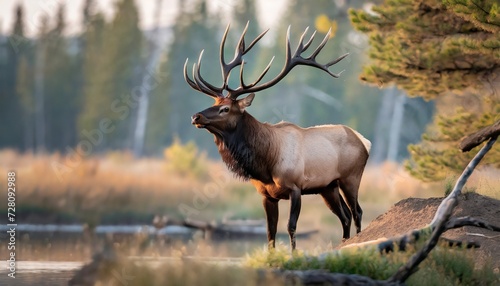 a bull elk during the annual rut © Marsha