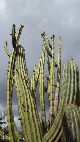 hoher Säulenkaktus Pachycereus pringlei mit mehreren Stämmen wächst draußen.
Grauer Himmel im Hintergrund. Vogelperspektive. photo