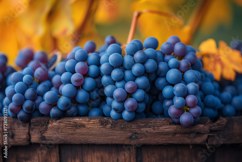 Wallpaper Mural Berries of ripe blue grapes in the vineyards. Torontodigital.ca