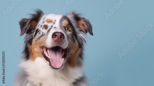 Advertising portrait, banner, happy colored australian shepherd looking straight to the camera, isolated on light blue background © NK Project