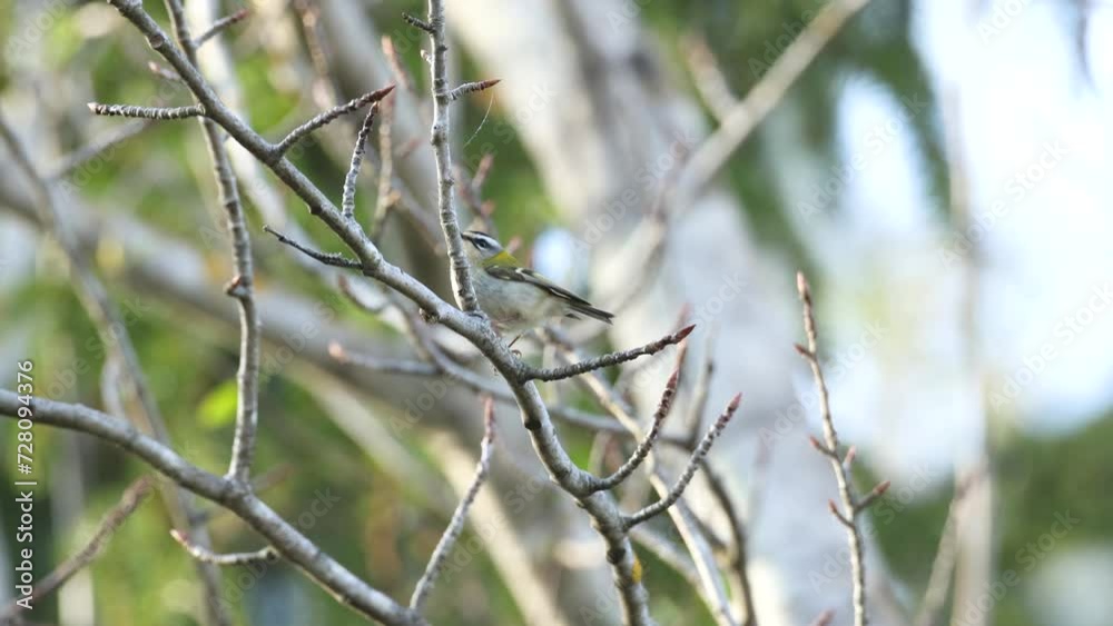 Small Firecrest perched and leaving on a branch on a spring day in Estonian boreal forest, Northern Europe Small Firecrest perched and leaving on a branch on a spring day in Estonian boreal forest, Northern Europe