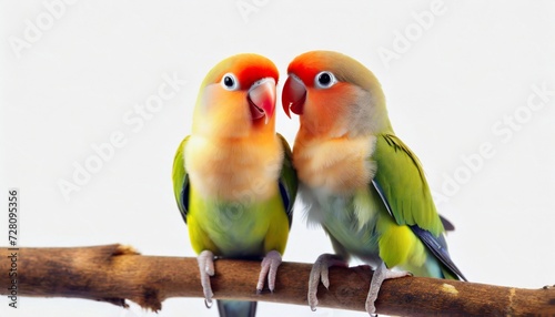 pair of lovebirds agapornis fischeri on white photo