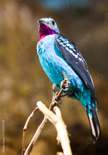Bird Spangled cotinga closeup. South America photo