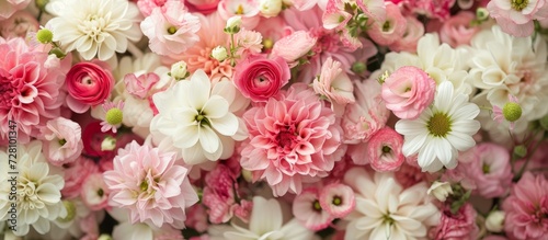 Beautiful Pink and White Flowers: A Stunning Combination of Beautiful, Pink and White Blooms © TheWaterMeloonProjec