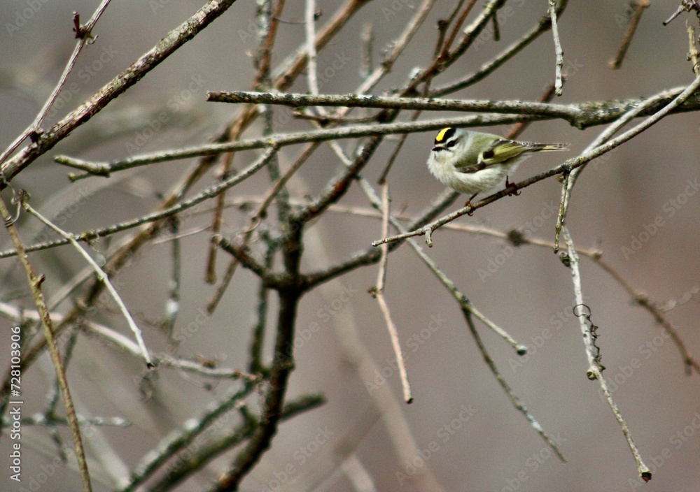 Yellow crowned kinglet perched along the river Sugar Run Pennsylvania Yellow crowned kinglet perched along the river Sugar Run Pennsylvania