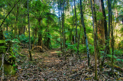 Walking trail through a eucalyptus forest with tall tree ferns and ferns. Richards Tramway Walk, an old logging tramline in the Warburton Valley, Yarra Ranges, Victoria, Australia 