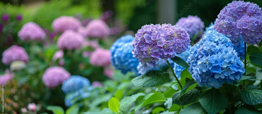 Hydrangeas Blooming in a Serene Garden: Hydrangeas Enchantingly Blossom in a Beautiful Blooming Garden Hydrangeas Blooming in a Serene Garden: Hydrangeas Enchantingly Blossom in a Beautiful Blooming Garden