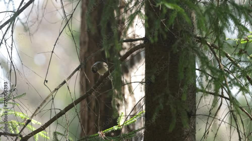 Female Chaffinch perched and leaving in a summertime boreal forest in Estonia, Northern Europe Female Chaffinch perched and leaving in a summertime boreal forest in Estonia, Northern Europe