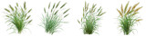 A bunch of grass. Springtime tender grass Hyperrealistic Highly Detailed Isolated On Transparent Background Png File