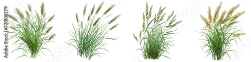 A bunch of grass. Springtime tender grass Hyperrealistic Highly Detailed Isolated On Transparent Background Png File photo