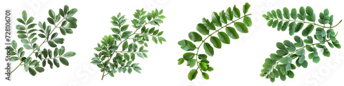 acacia leaves for a designer floral composition Hyperrealistic Highly Detailed Isolated On Transparent Background Png File