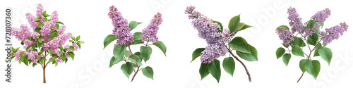 blooming lilac bush with a delicate tiny flower Hyperrealistic Highly Detailed Isolated On Transparent Background Png File