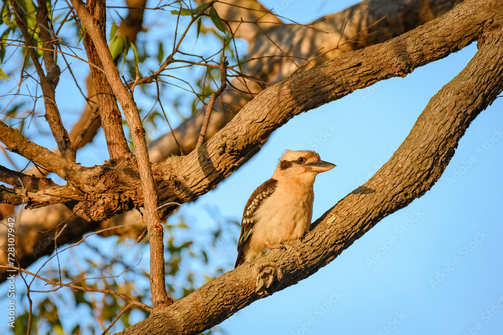 Laughing kookaburra (Dacelo novaeguineae) medium sized bird, animal sitting on a tree branch in natural habitat. Laughing kookaburra (Dacelo novaeguineae) medium sized bird, animal sitting on a tree branch in natural habitat.
