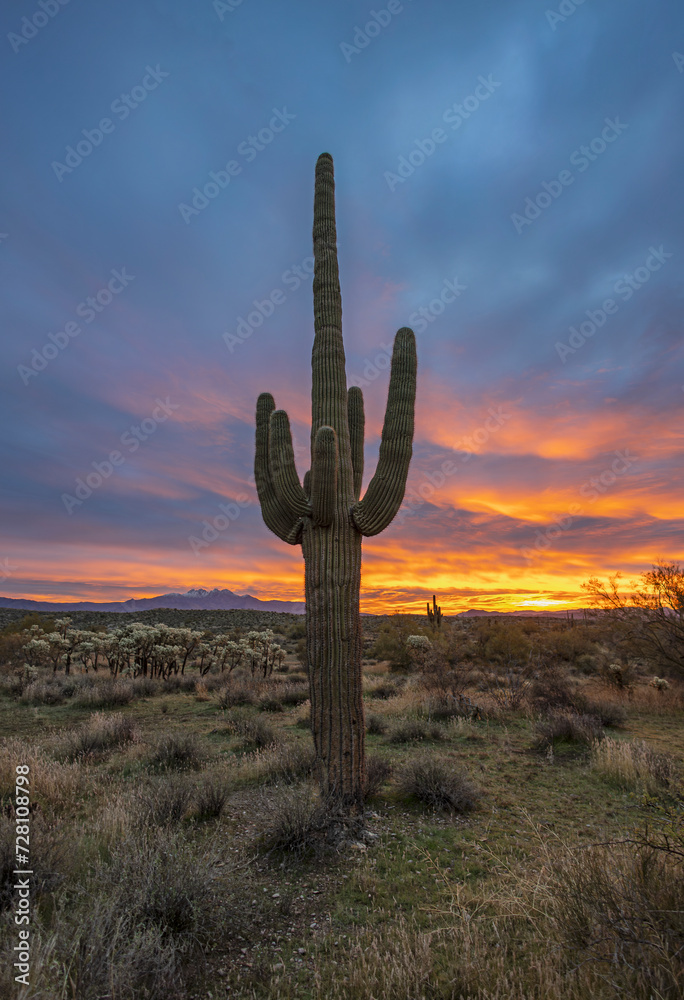 Vertical Ratio Desert Sunrise In The Tonto National Forest With Cactus