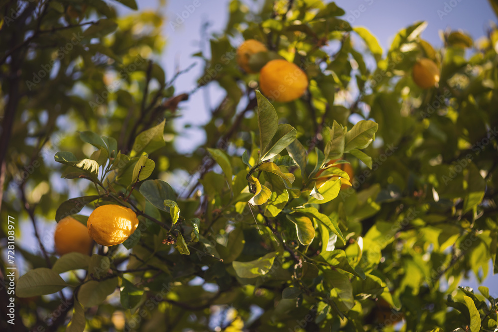 Lemon tree against blue sky. Lemon garden, summer background. Fruit of lemon, on the branch. Lemon tree against blue sky. Lemon garden, summer background. Fruit of lemon, on the branch.